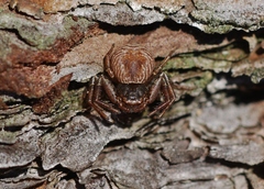 Coriarachne depressa