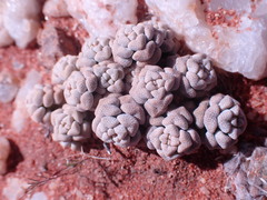 Crassula corallina