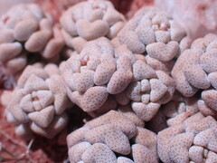 Crassula corallina