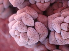 Crassula corallina