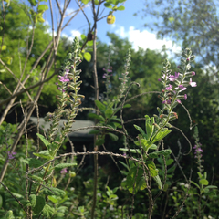 Aloysia macrostachya