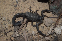 Hottentotta zagrosensis