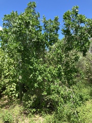 Pleradenophora bilocularis