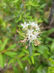 Rhododendron groenlandicum