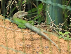 Ameiva ameiva