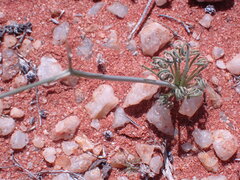 Albuca spiralis