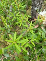 Rhododendron groenlandicum