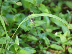 Lestes australis