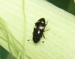 Glischrochilus quadrisignatus