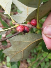 Kokkocynips imbricariae