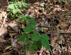 Desmodium perplexum