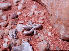 Anacampseros papyracea