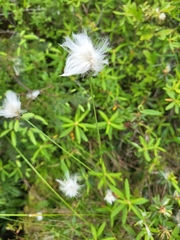 Eriophorum