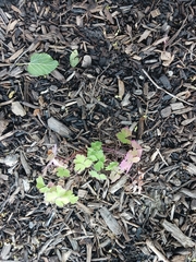 Aquilegia canadensis