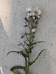 Erechtites hieraciifolius