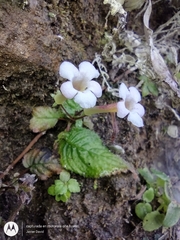 Gesneriaceae