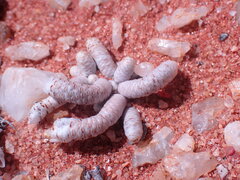 Anacampseros papyracea