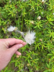 Eriophorum
