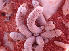 Anacampseros papyracea