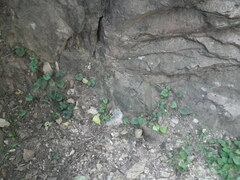 Cocculus orbiculatus