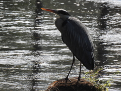 Ardea cinerea