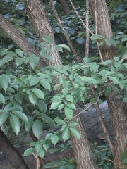 Ulmus davidiana