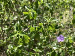 Ruellia californica peninsularis