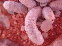 Anacampseros papyracea