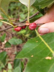 Kokkocynips imbricariae