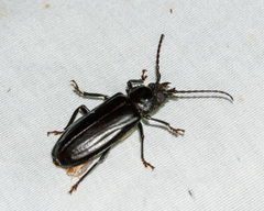 Mallodon dasystomus