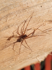 Linyphiidae