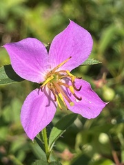 Rhexia mariana