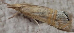 Euchromius