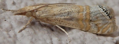 Euchromius
