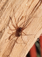 Linyphiidae