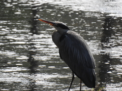 Ardea cinerea