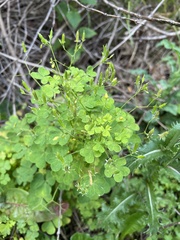 Oxalis stricta