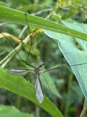 Tipula