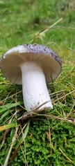 Russulales