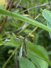 Tipula