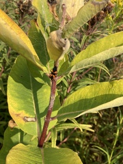 Oncopeltus fasciatus