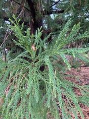 Cryptomeria japonica
