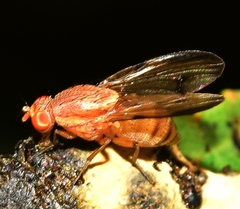 Minettia inusta