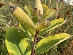 Oncopeltus fasciatus