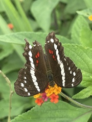 Anartia fatima