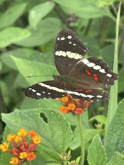 Anartia fatima