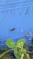 Myodocha serripes