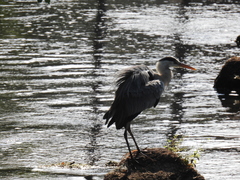 Ardea cinerea