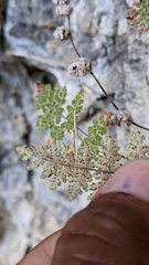 Myriopteris gracilis