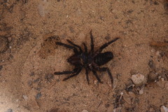 Rhagodidae